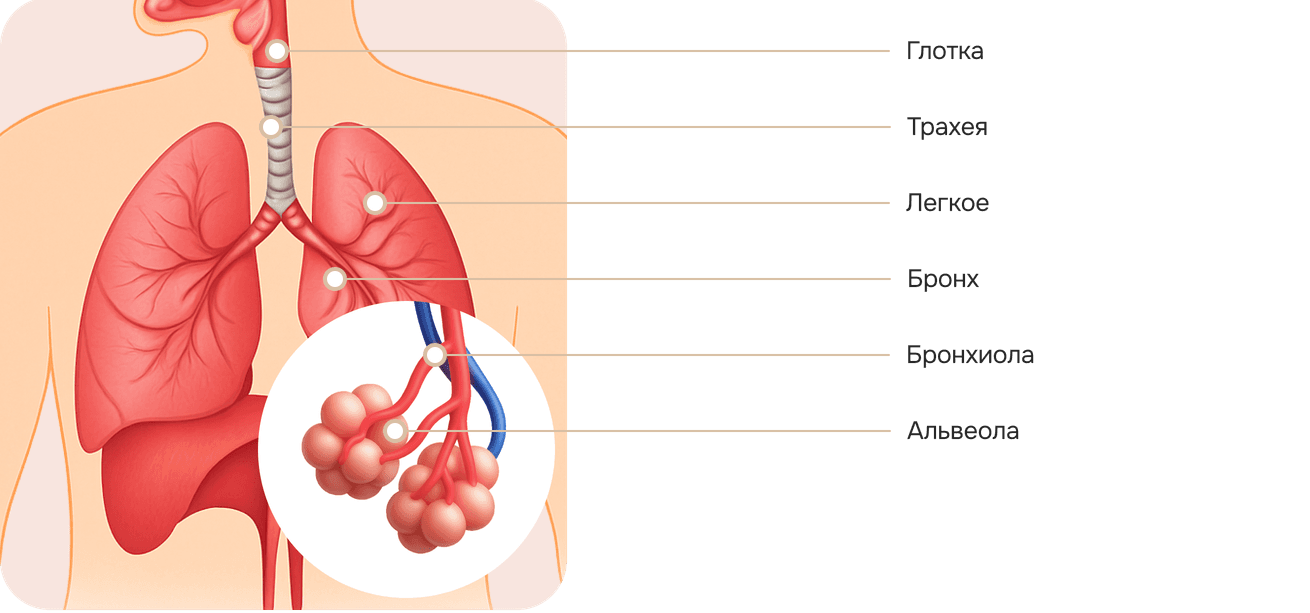 Дыхательная система