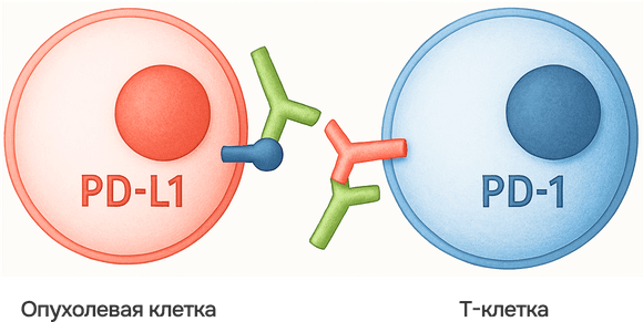 Дыхательная система