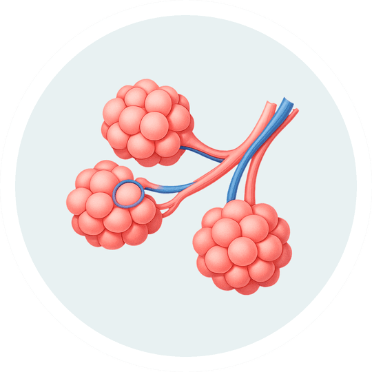 Дыхательная система