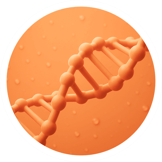 Дыхательная система