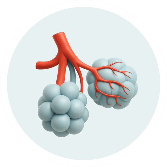 Дыхательная система